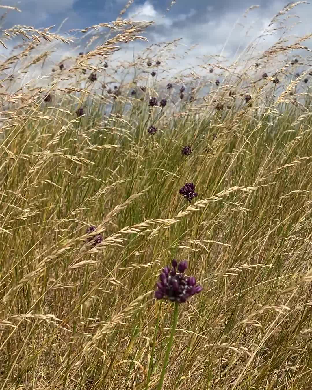 Hohe, trockene Sommergräser mit vereinzelten dunkelvioletten Blütenköpfen bewegen sich im Wind, dahinter blauer Himmel mit weissen Wolken.